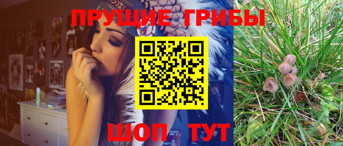 Галлюциногенные грибы Psilocybine cubensis Топки